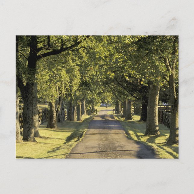 Carte Postale USA, Kentucky, Lexington. allée bordée d'arbres (Devant)