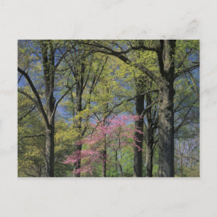Carte Postale USA, Kentucky, Louisville. Redbud oriental