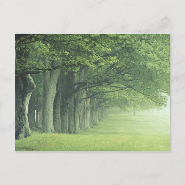 Carte Postale USA, Kentucky. Rangée d'arbres au printemps (Devant)