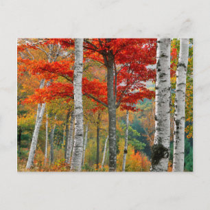 Carte Postale USA, Maine, Wyman Lake. Forêt De Birch