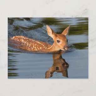 Carte Postale USA, Minnesota, Sandstone, Minnesota Faune 19