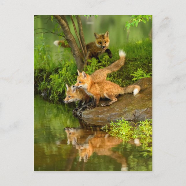 Carte Postale USA, Minnesota, Sandstone, Minnesota Wildlife (Devant)