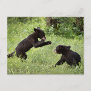 Carte Postale USA, Minnesota, Sandstone, Minnesota Wildlife 22