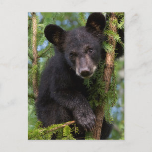 Carte Postale USA, Minnesota, Sandstone, Minnesota Wildlife 8