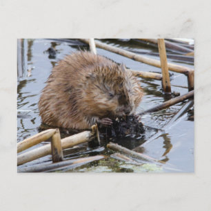 Carte Postale USA, Nebraska. Beaver