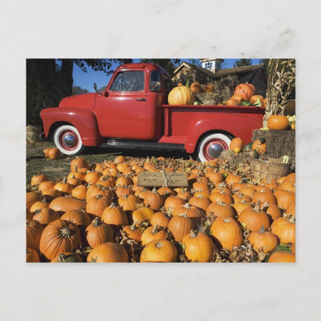 Carte Postale USA, New York, Peconic, ferme citrouille avec rama (Devant)