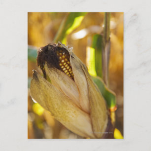 Carte Postale USA, New York State, Hudson, Corn lb