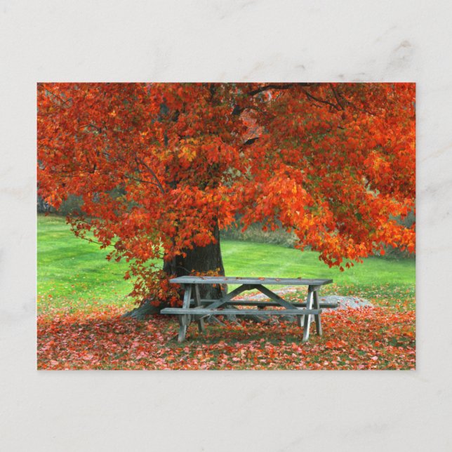 Carte Postale USA, New York, West Park. Banc Sous Érable (Devant)