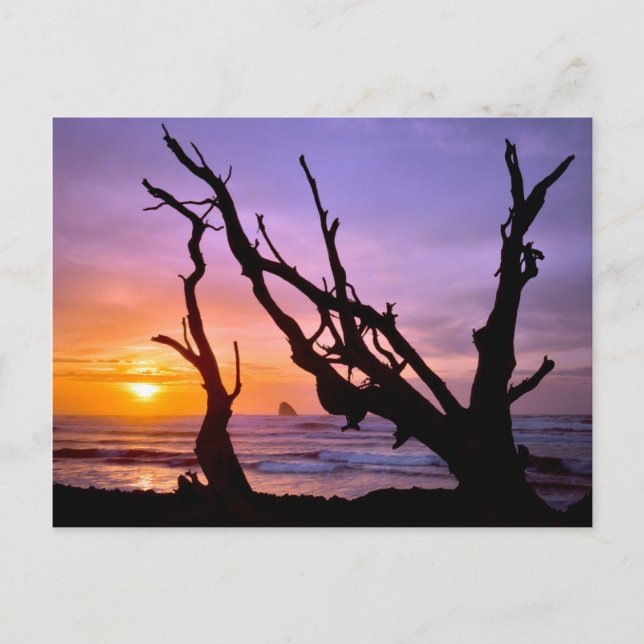 Carte Postale USA, Oregon, Cape Meares. Coucher du soleil (Devant)