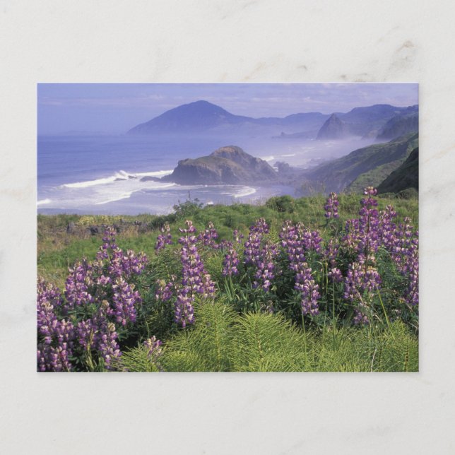 Carte Postale USA, Oregon, Nesika Beach. Lupine et Oregon (Devant)
