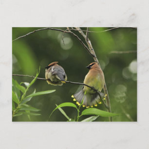 Carte Postale USA, Oregon, Portland. Cèdre mâle cirage