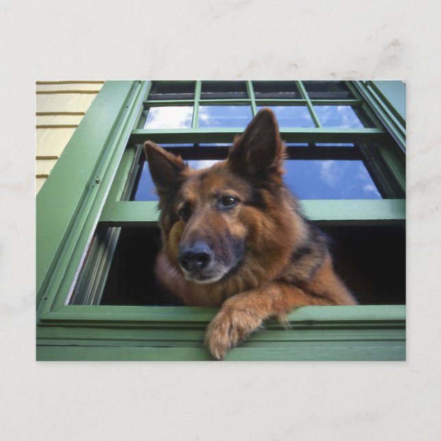 Carte Postale USA, Oregon, Portland. Griffez les cheveux longs (Devant)