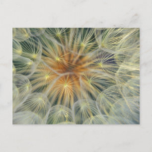 Carte Postale USA, Pennsylvania. Dandelion seedhead close-up