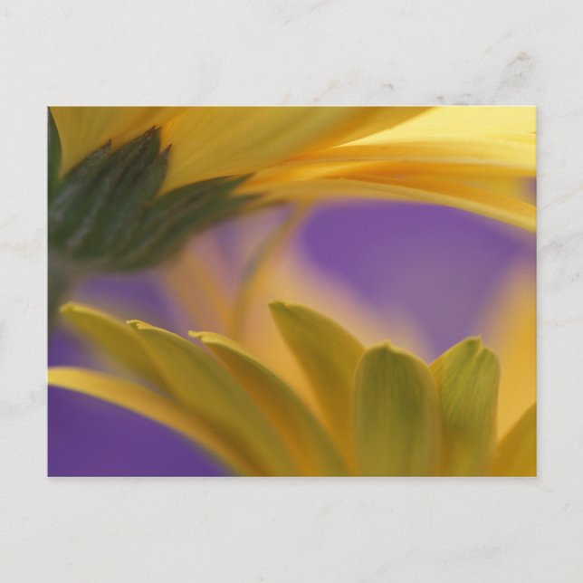 Carte Postale USA, Pennsylvanie. Poissons de Gerbera jaune, proc (Devant)