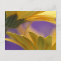 USA, Pennsylvanie. Poissons de Gerbera jaune, proc