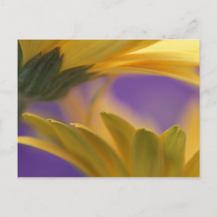 Carte Postale USA, Pennsylvanie. Poissons de Gerbera jaune, proc