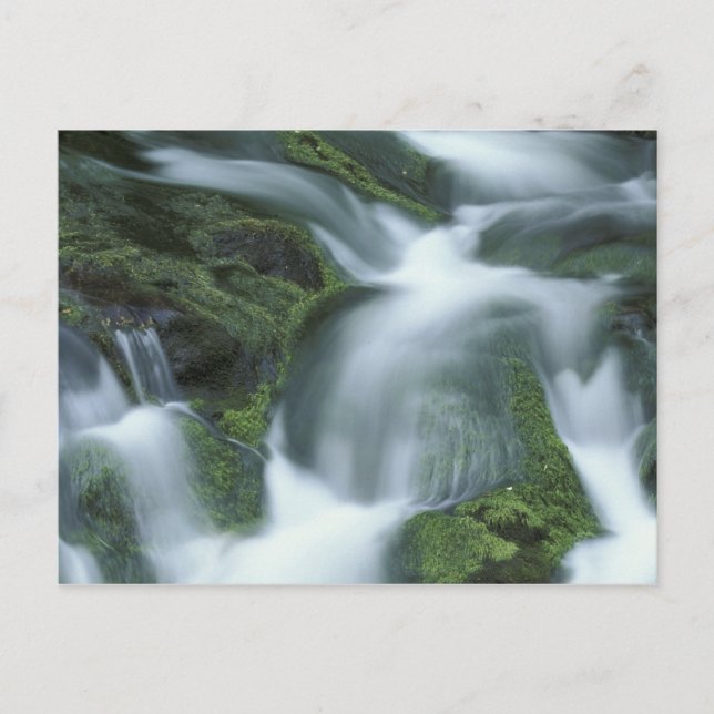 Carte Postale USA, Tennessee, Great Smoky Mountains NP. (Devant)