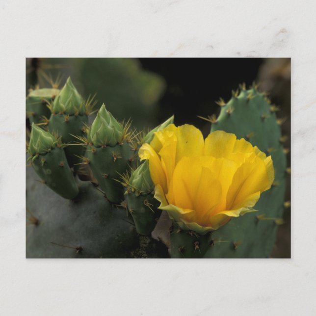 Carte Postale USA, Texas, Prickly Pear Cactus en fleurs. (Devant)