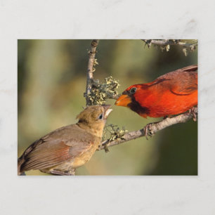 Carte Postale USA, Texas, Rio Grande Valley, McAllen. Mis