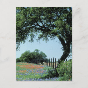 Carte Postale USA, Texas, Texas Hill Country Paintbrush et