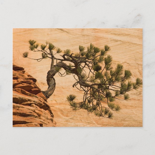 Carte Postale USA, Utah, Zion National Park. Pin (Devant)