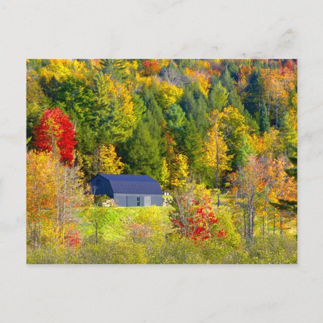 Carte Postale USA, Vermont. Feu d'automne sur la route 100. (Devant)
