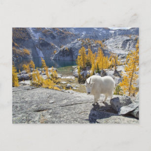 Carte Postale USA, WA, Alpine Lakes WI-lderness Enchantments.