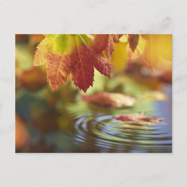 Carte Postale USA, Washington, Bellingham, Gros plan de l'automn (Devant)