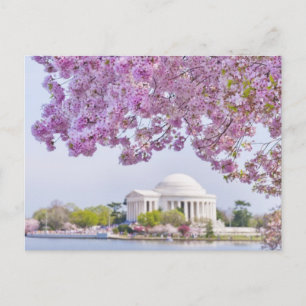 Carte Postale USA, Washington DC, Cherry tree in floraison