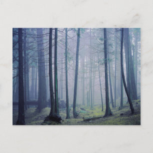 Carte Postale USA, Washington, Orcas Island, Moran State Park