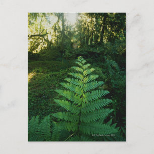 Carte Postale USA, Washington, Parc national Olympia, Hoh River