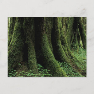 Carte Postale USA, Washington, Parc National Olympique, 2