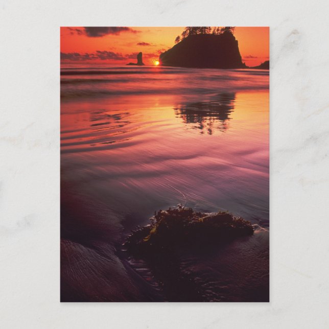 Carte Postale USA, Washington, Parc National Olympique. Coucher  (Devant)