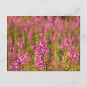 Carte Postale USA, Washington, Seattle, Discovery Park 3