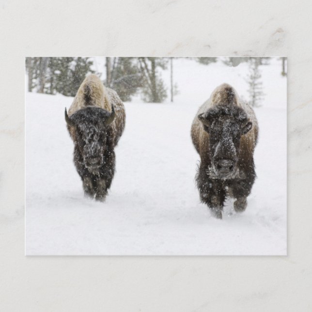 Carte Postale USA, WY, Yellowstone NP, Bison américain (Devant)