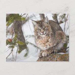 Carte Postale USA, Wyoming, Parc national de Yellowstone, Bobcat