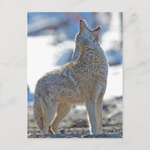 Carte Postale USA, Wyoming, Parc national de Yellowstone, Coyote