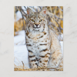 Carte Postale USA, Wyoming, Portrait de Bobcat