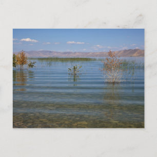 Carte Postale UT, lac Bear