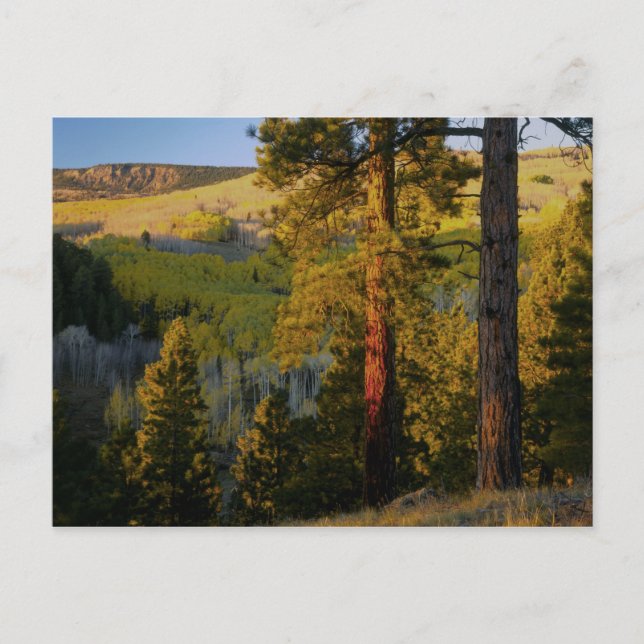 Carte Postale UTAH. Pins et trembles de Ponderosa, automne. leve (Devant)