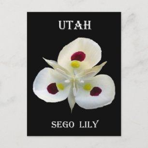 Carte Postale Utah Sego Lily