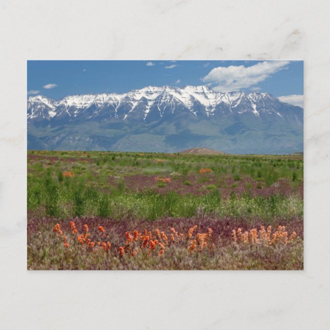 Carte Postale Utah, USA. Le mont Timpanogos s'élève au-dessus (Devant)