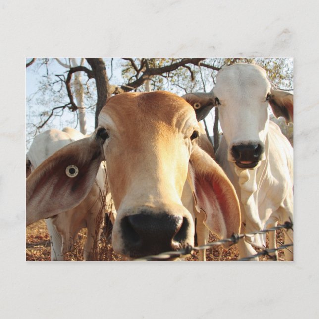 Carte Postale Vache (Devant)