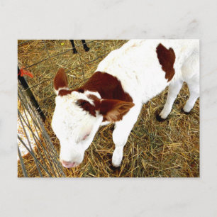 Carte Postale Vache