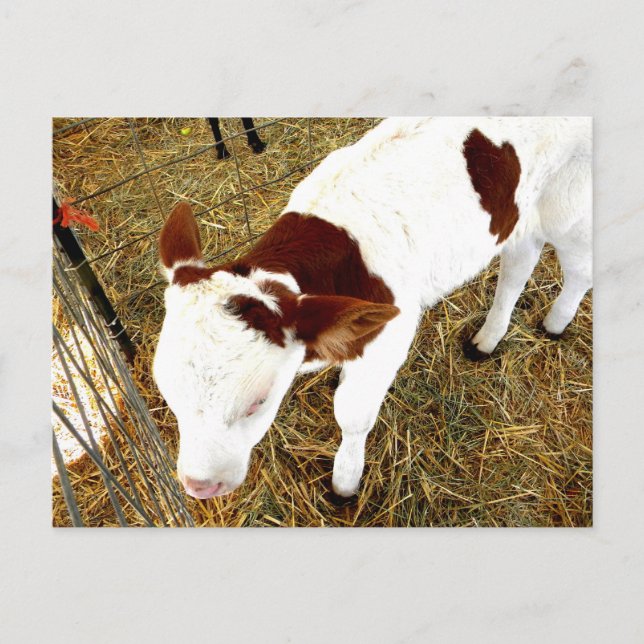 Carte Postale Vache (Devant)