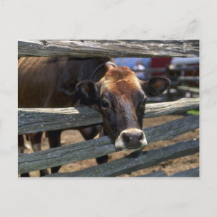 Carte Postale Vache