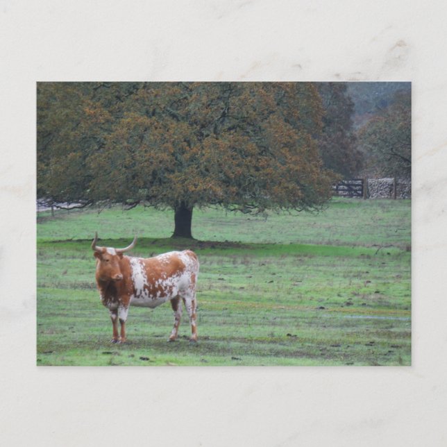 Carte Postale Vache à longue corne (Devant)