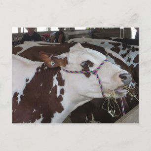 Carte Postale Vache à mâcher