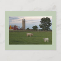 Carte postale Vache avec ferme de veau