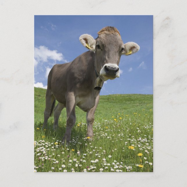 Carte Postale vache bavaroise (Devant)